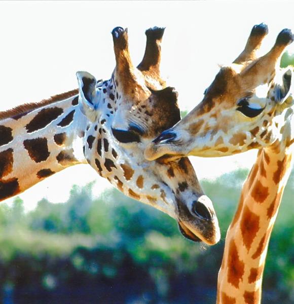 Parc animalier de Branféré proche du camping 2 étoiles de Cromenac'h à Ambon