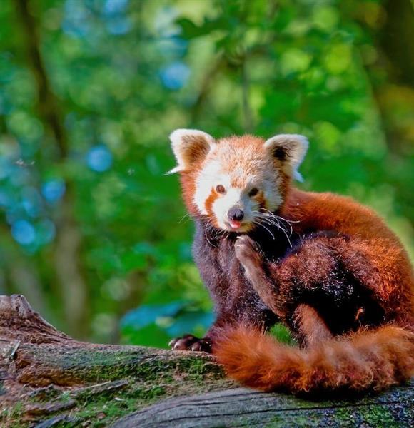 Parc animalier de Branféré proche du camping Ambon