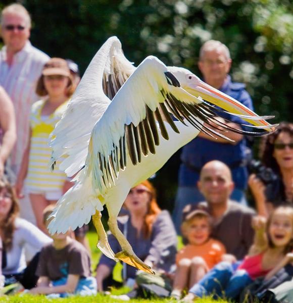 Parc animalier de Branféré proche du camping 2 étoiles  Ambon