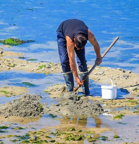 Camping Ambon accès mer - La pêche à pied  