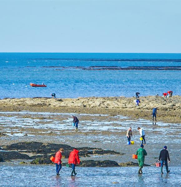 pêche à pied Camping Ambon 