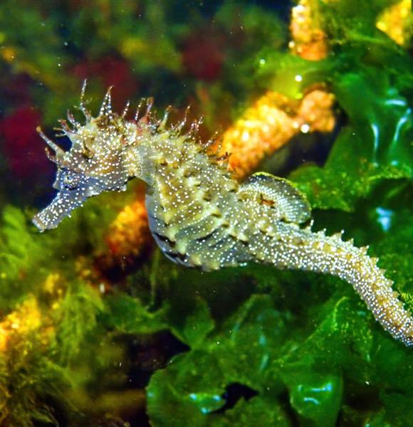 Camping Ambon L' Aquarium de Vannes proche du camping 2 étoiles de Cromenac'h à Ambon, camping accès direct plage proche du Golfe du Morbihan, de la presqu'île de Rhuys dans le Morbihan, Bretagne Sud